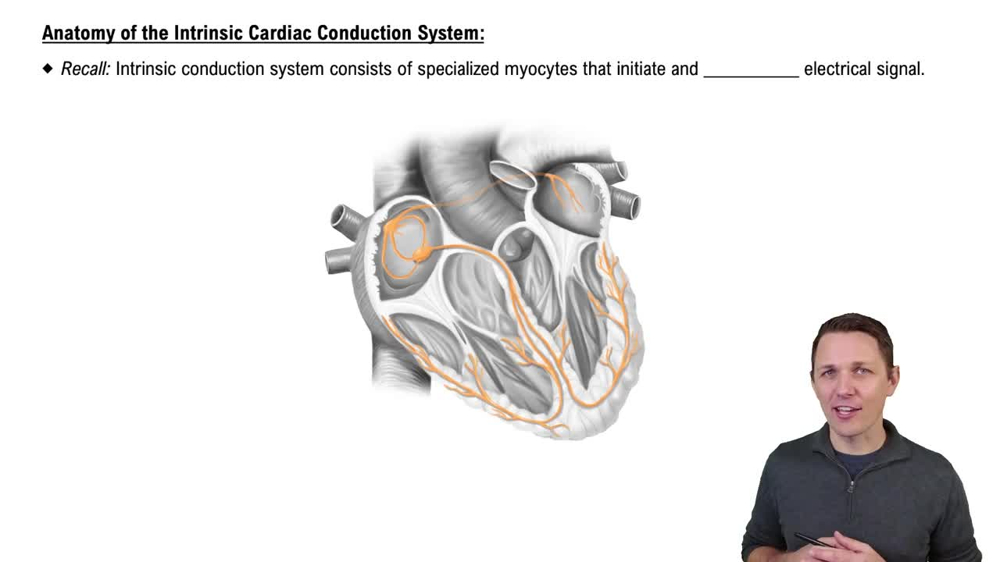 Anatomy of the Intrinsic Cardiac Conduction System