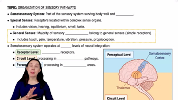 Somatosensory System
