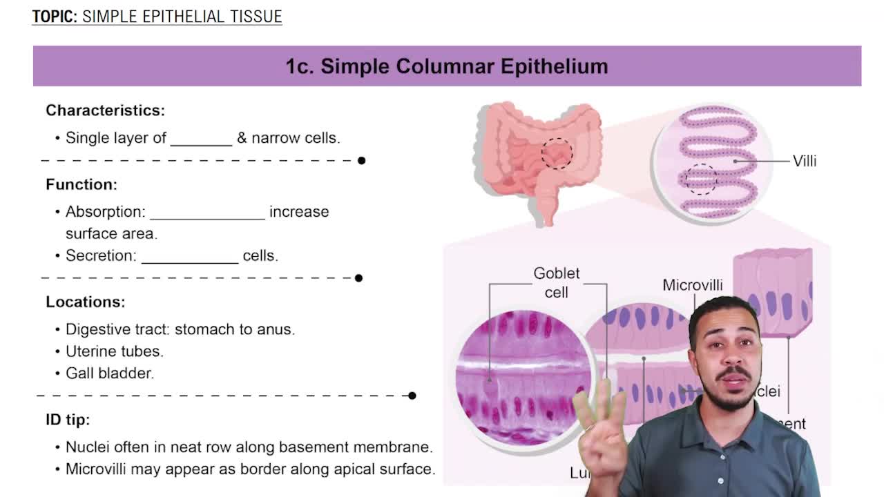 Simple Columnar Epithelia