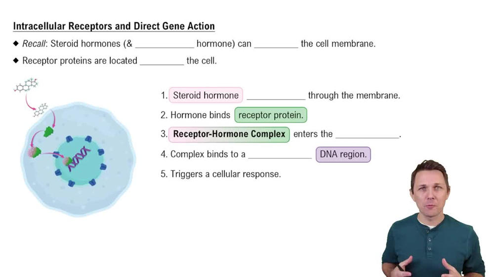Actions of Steroid Hormones