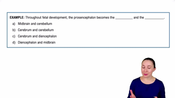 Introduction to the Central Nervous System Example 2