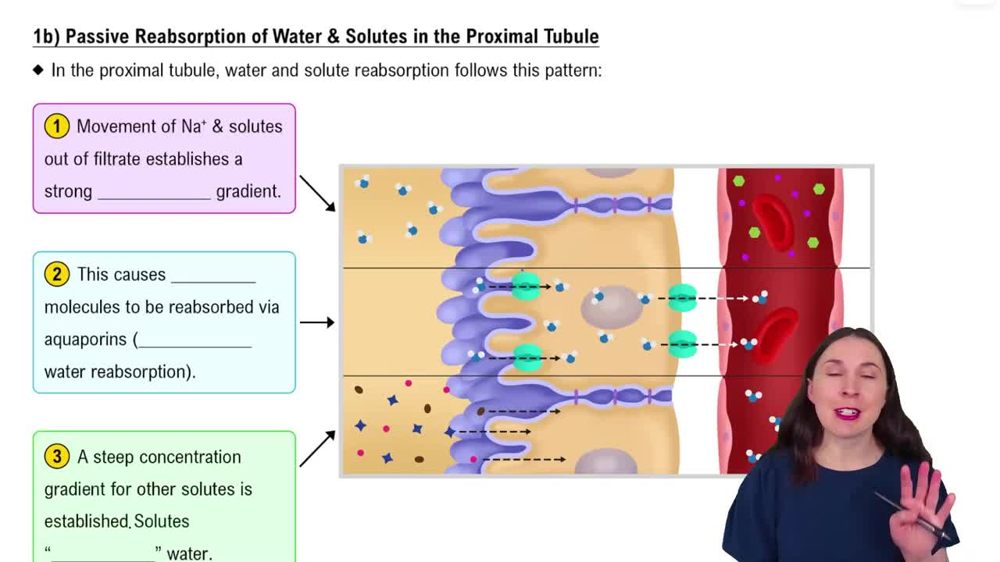 1b) Passive Reabsorption of Water & Solutes in the Proximal Tubule
