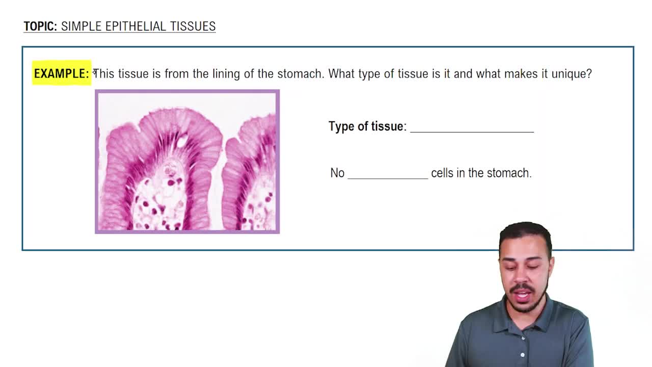 Simple Epithelial Tissues Example 2