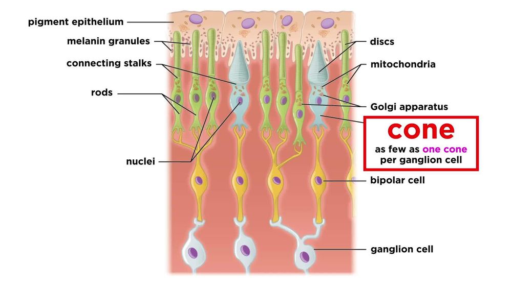 Visual Processing and the Visual Cortex