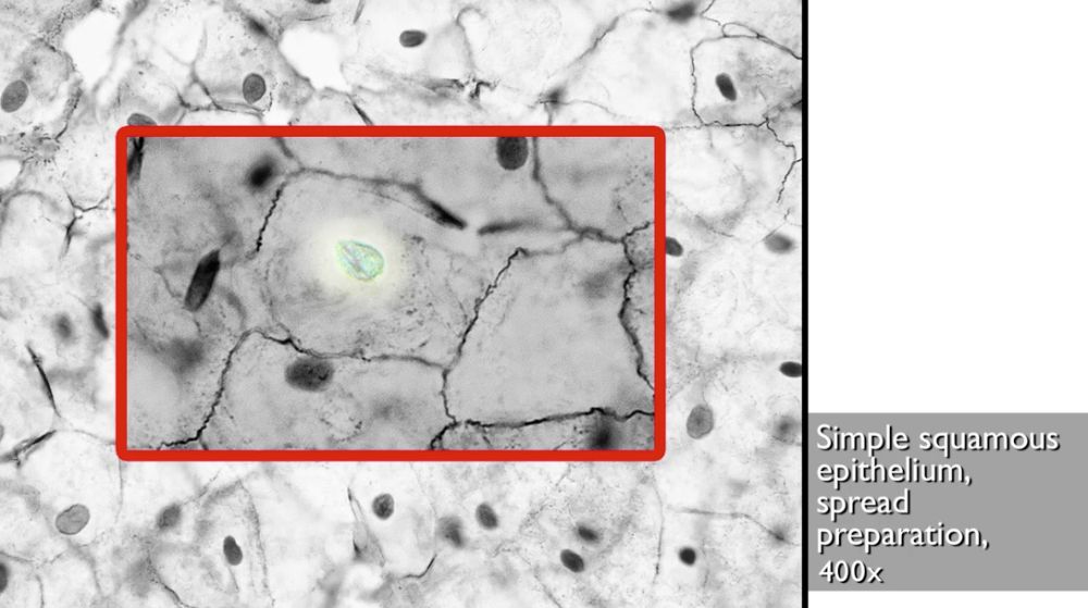 Microscopic appearance of simple squamous epithelium