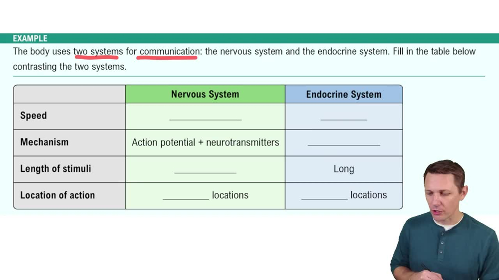 Introduction to the Endocrine System Example 1