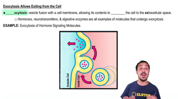Exocytosis Allows Exiting from the Cell