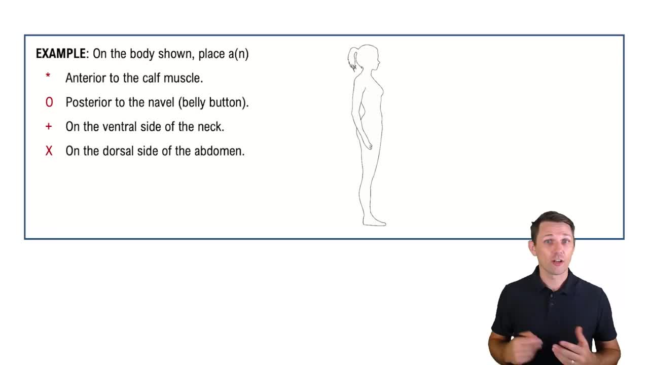 Directional Terms: Front and Back Example 1