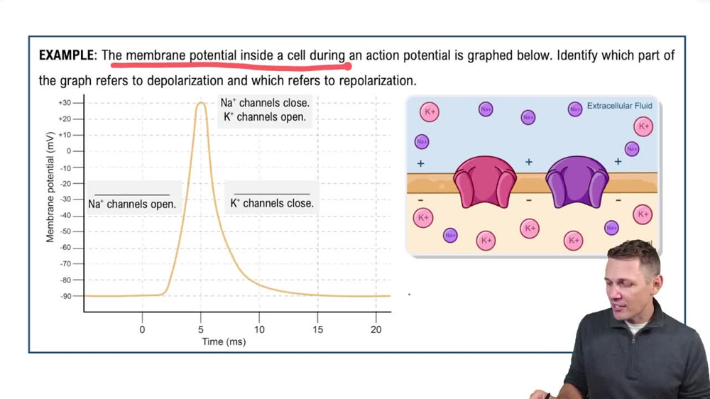 Steps of Muscle Contraction Example 2