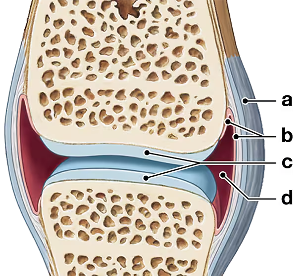 Illustration of a synovial joint with labeled structures, including cartilage, synovial fluid, and ligaments.