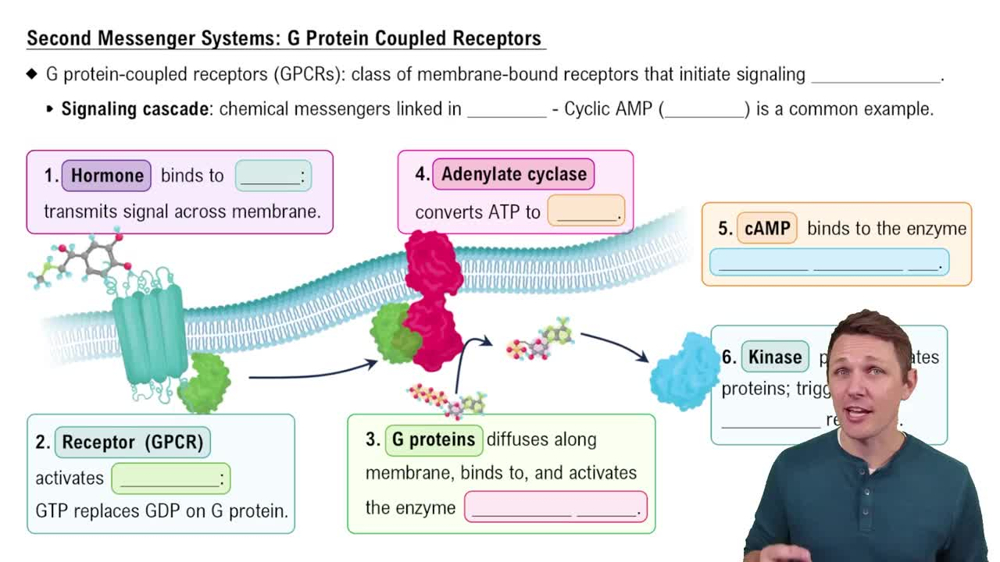 G Protein-Coupled Receptors