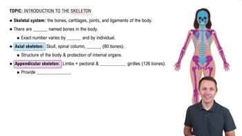 Skeletal System