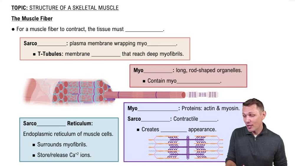 The Muscle Fiber