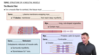 The Muscle Fiber