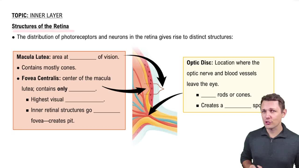 Structures of the Retina