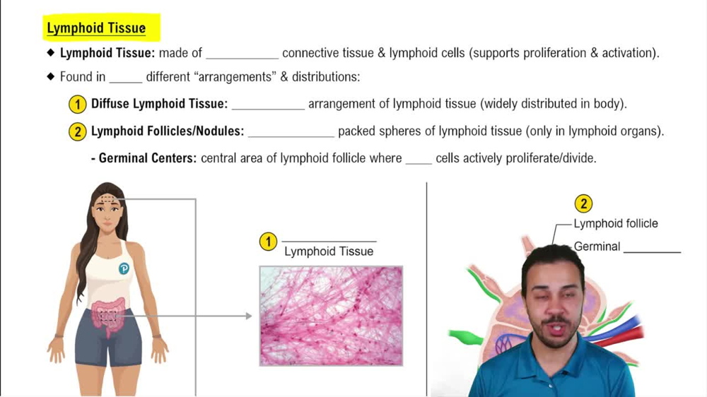Lymphoid Tissue