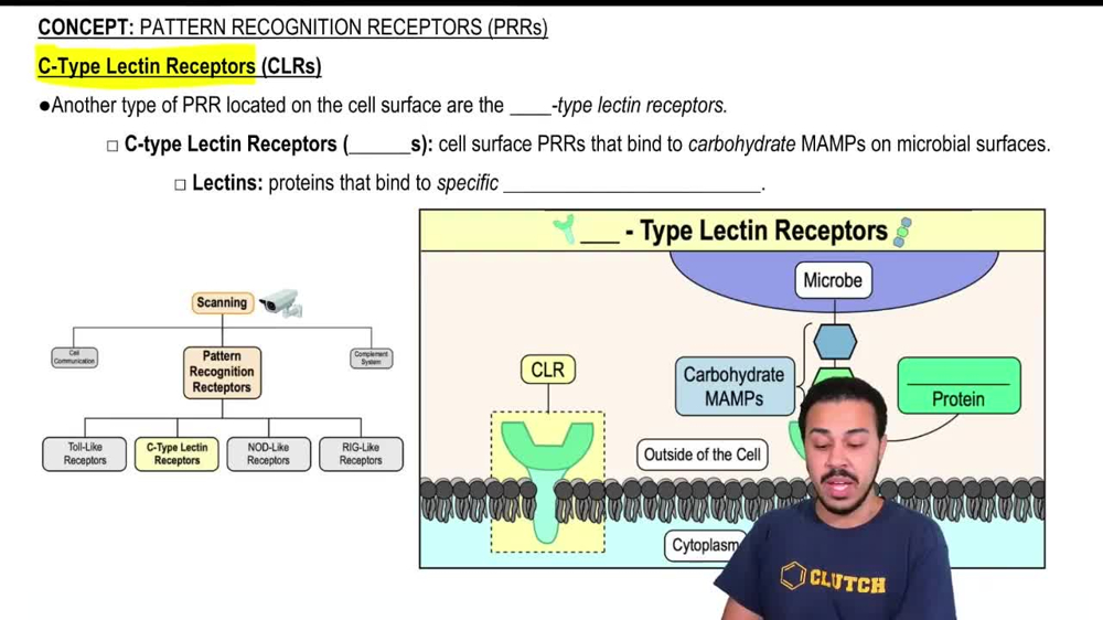 C-Type Lectin Receptors (CLRs)
