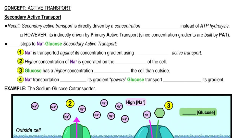 Secondary Active Transport