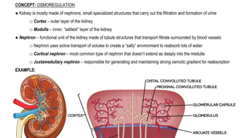 Kidney and Nephron