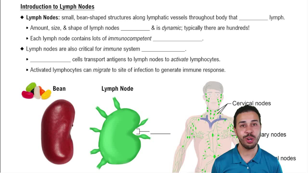Introduction to Lymph Nodes