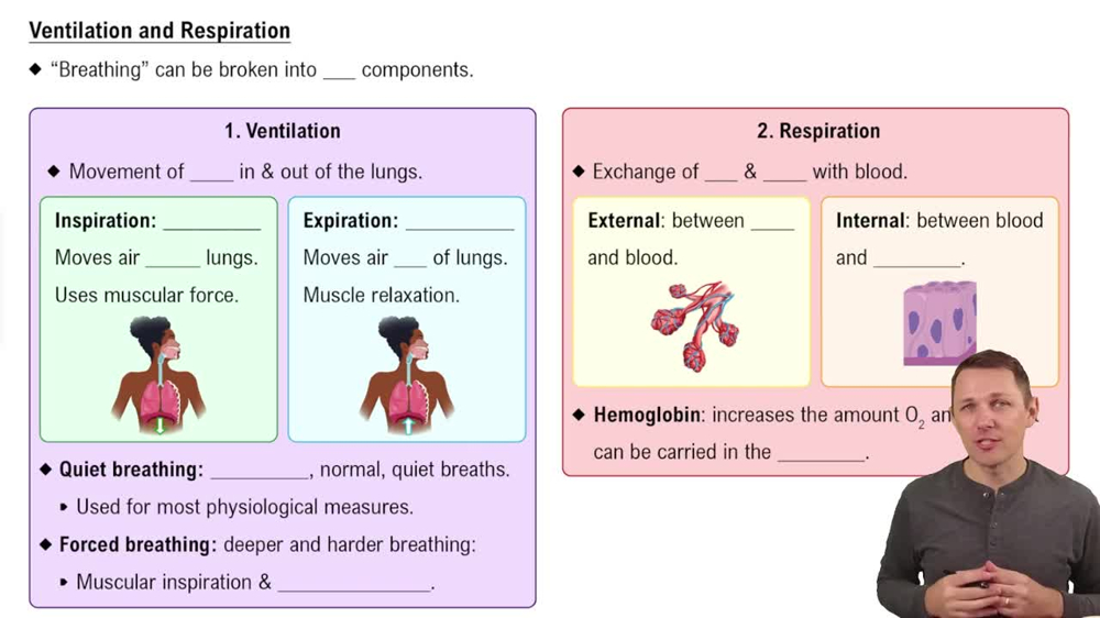 Ventilation and Respiration