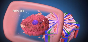 Histology of Liver