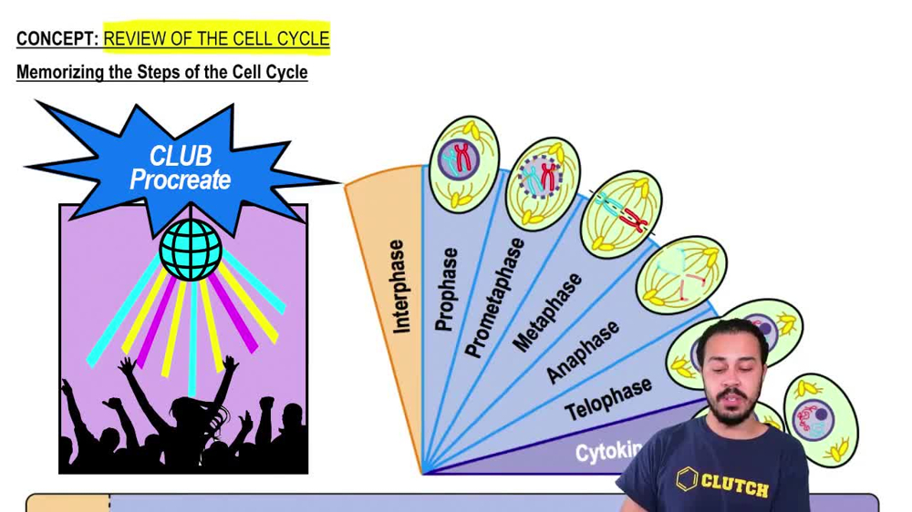 Memorizing the Steps of the Cell Cycle
