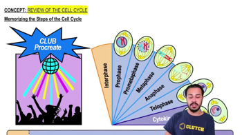 Memorizing the Steps of the Cell Cycle