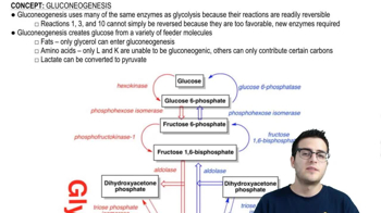 Gluconeogenesis 1