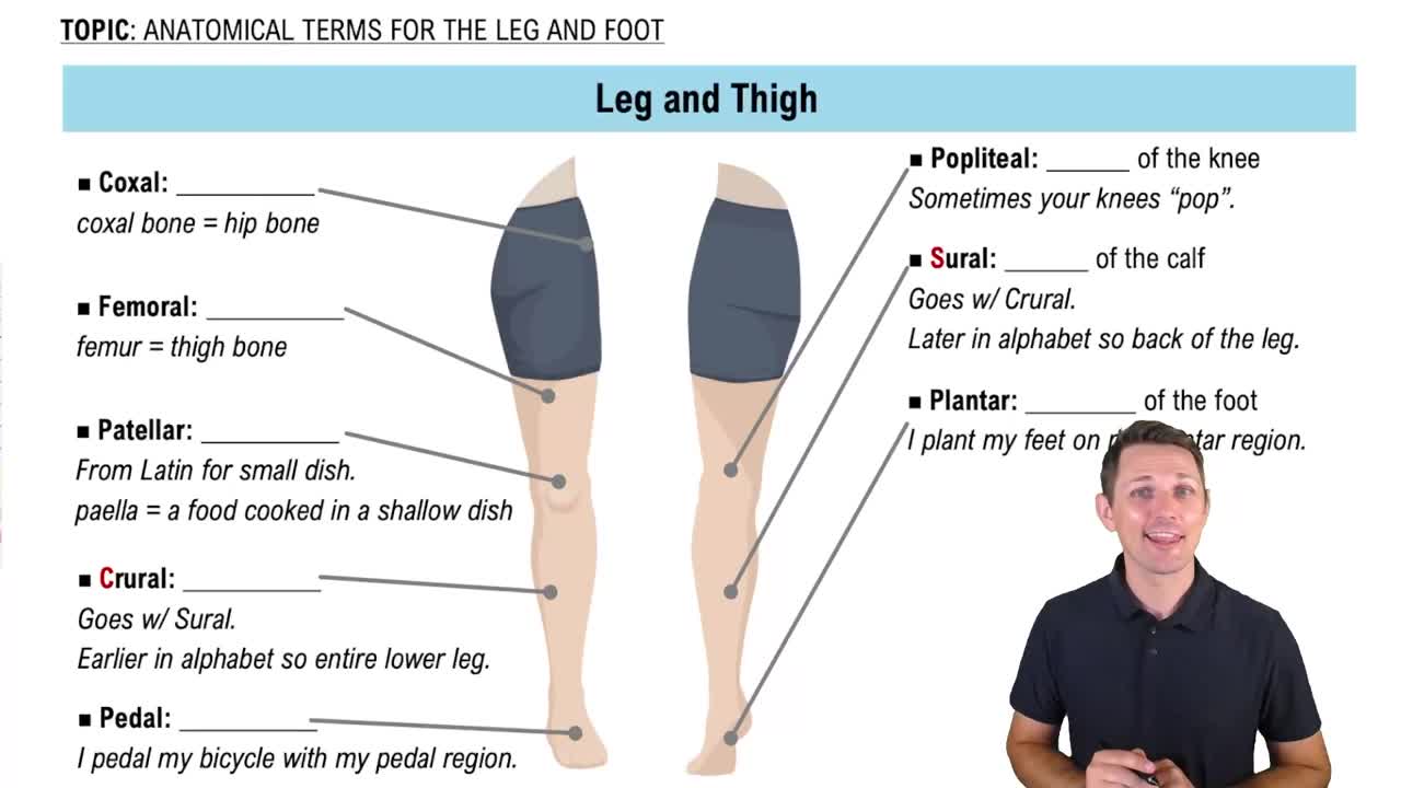 The Leg and Foot