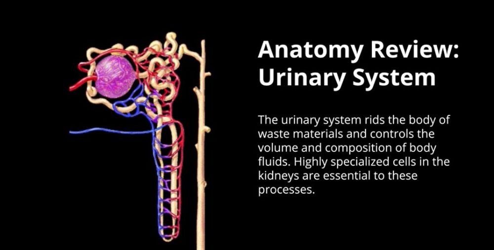 Anatomy Review: Urinary System