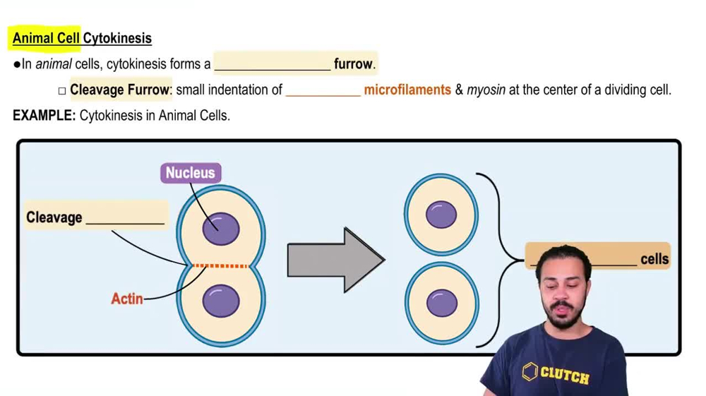 Animal Cell Cytokinesis
