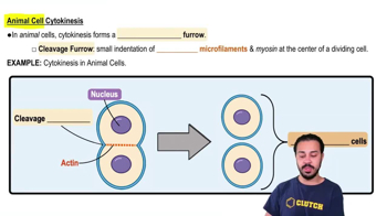 Animal Cell Cytokinesis