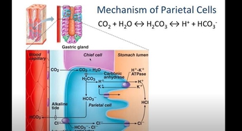 Parietal Cell Physiology