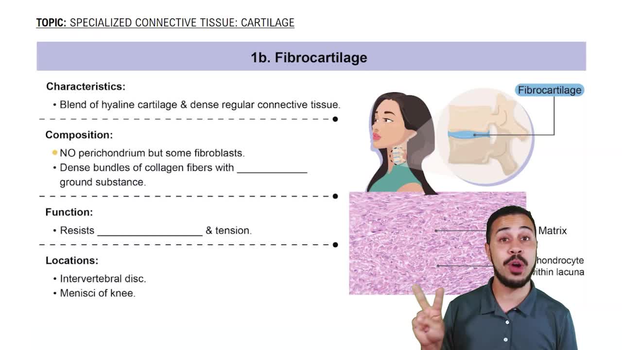 Fibrocartilage