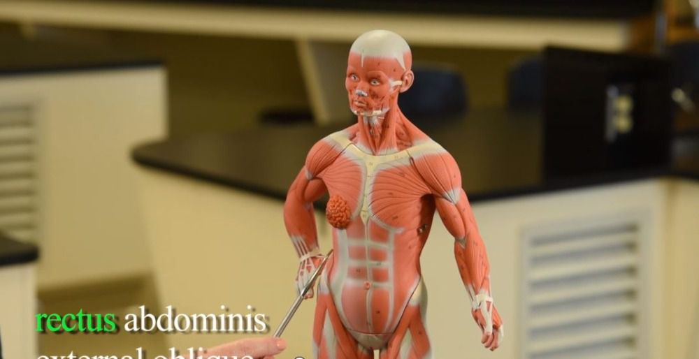 Lab Assistant Video: Naming Muscles