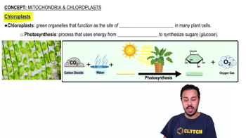 Chloroplasts