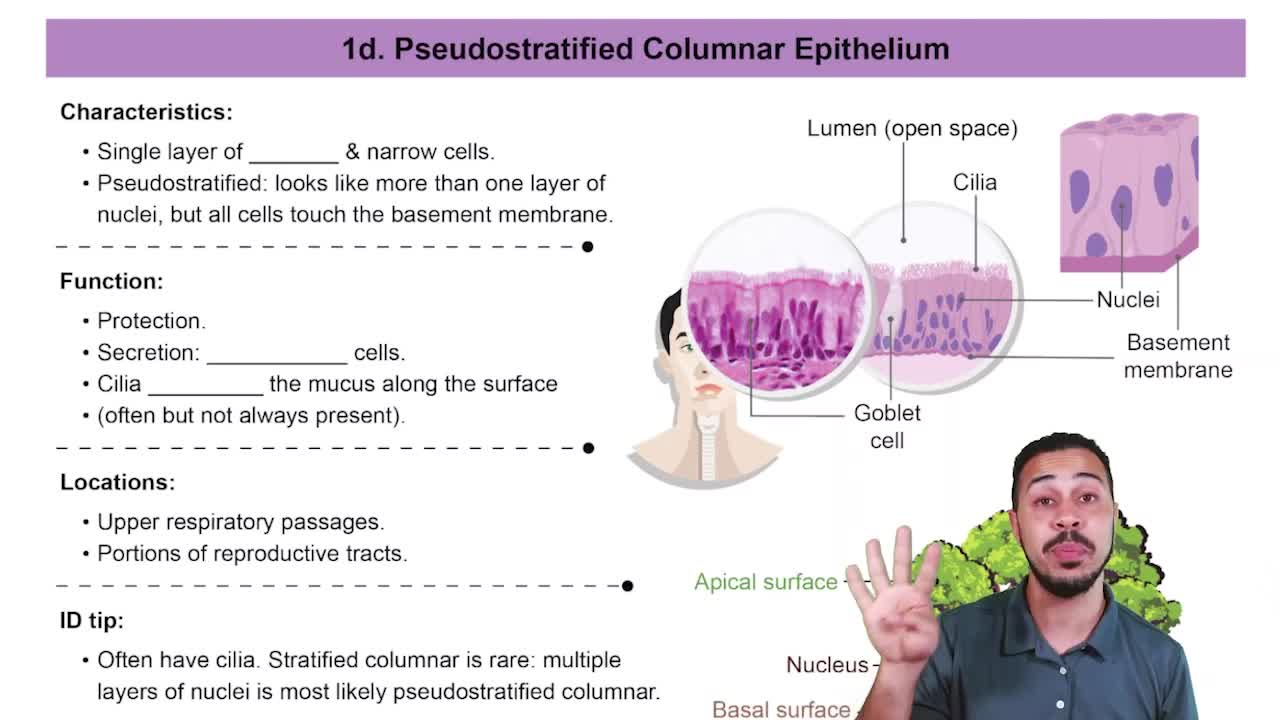 Pseudostratified Columnar Epithelia