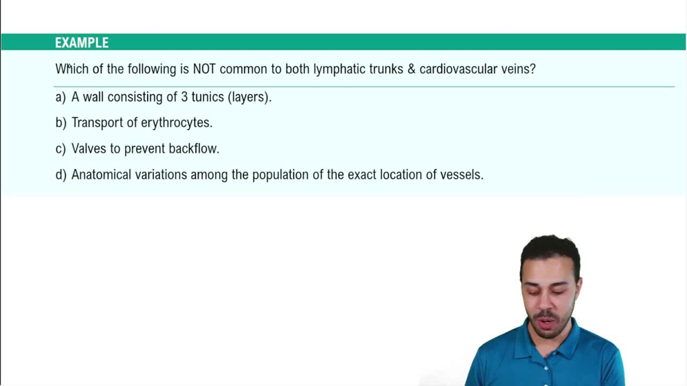 Lymphatic Vasculature Example 2