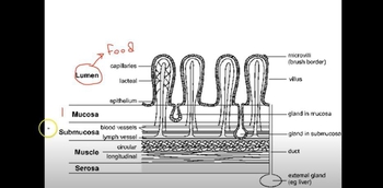 The 4 Layers of the Alimentary Canal