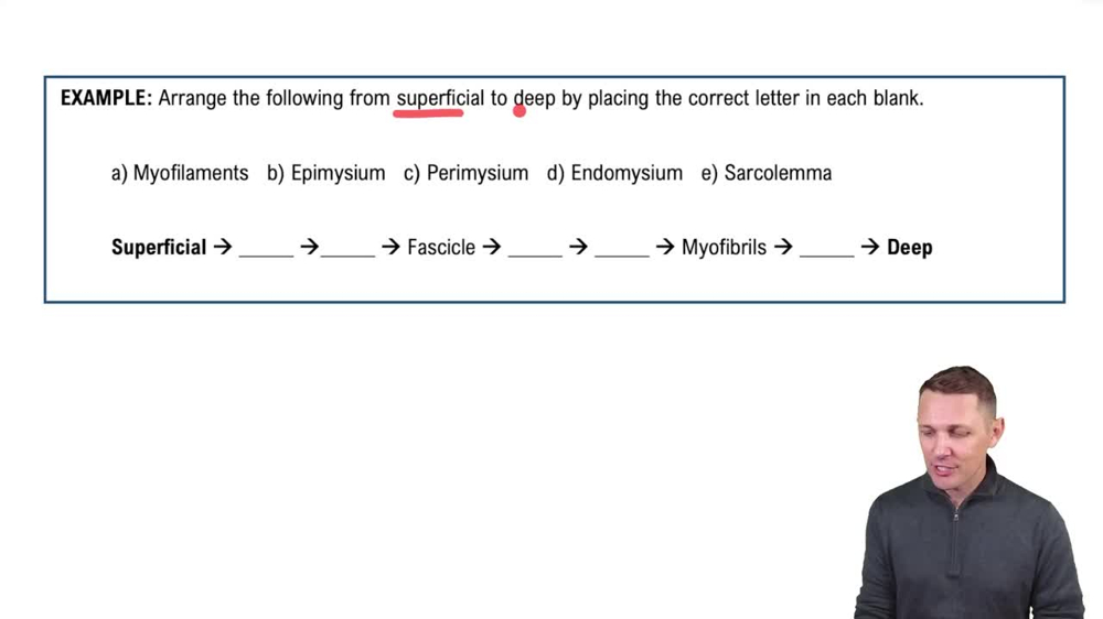 Structure of a Skeletal Muscle Example 2
