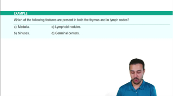 Secondary Lympoid Organs: Lymph Nodes Example 2