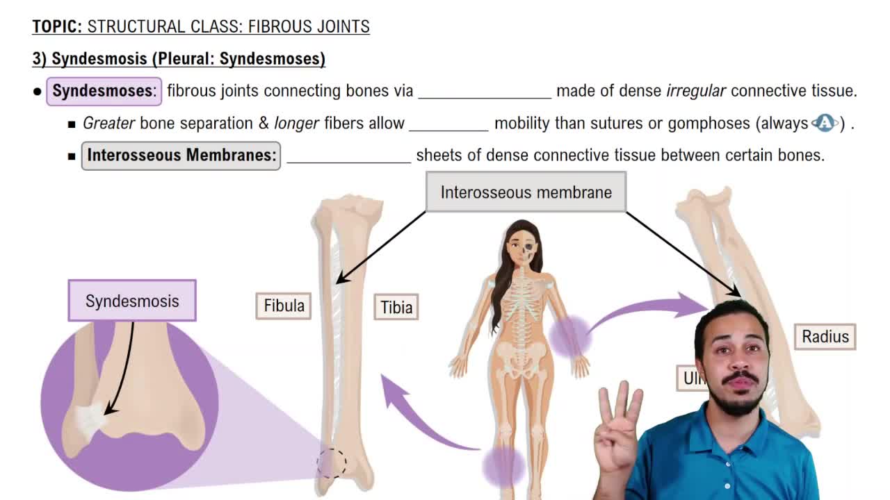 Syndesmosis (Pleural: Syndesmoses)