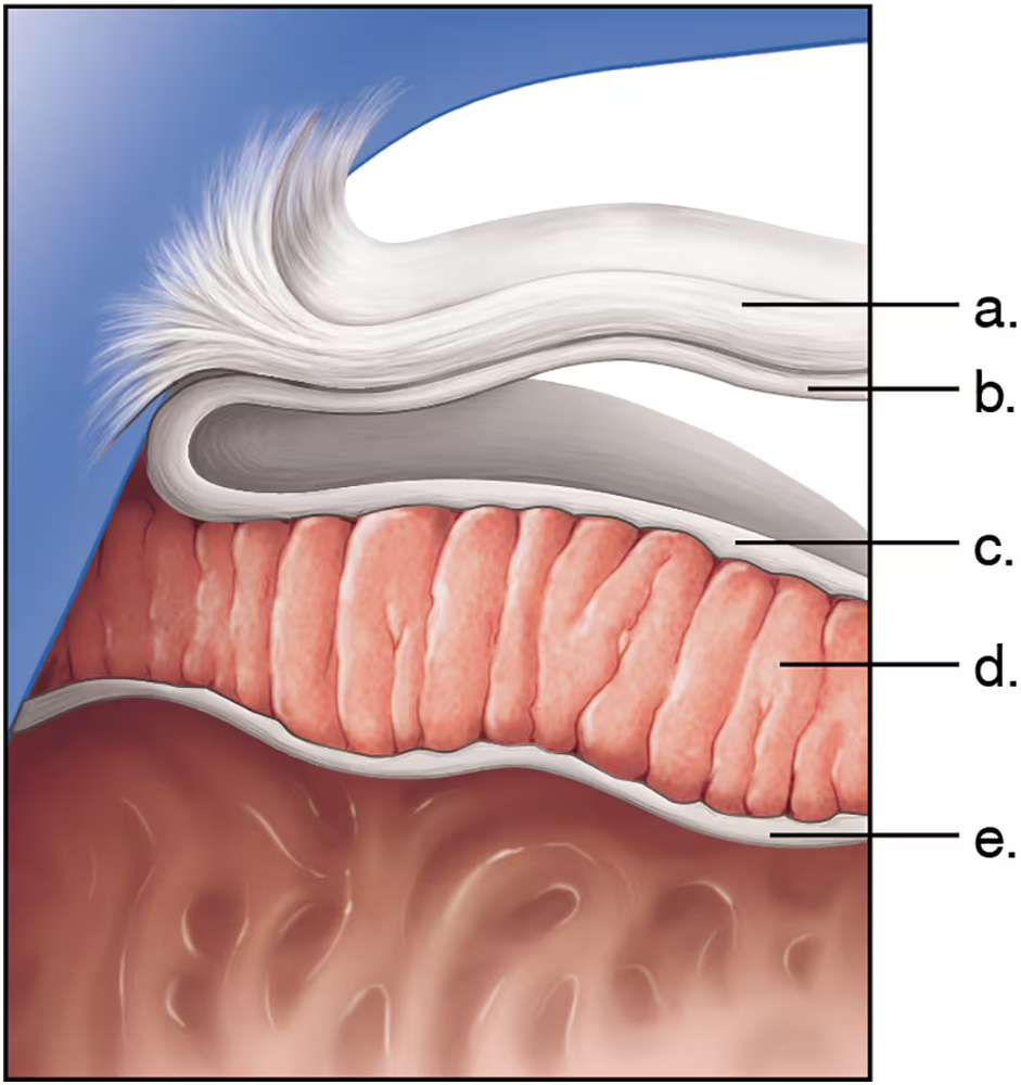 Illustration of the heart's pericardium layers, labeled a to e, highlighting the most external part.