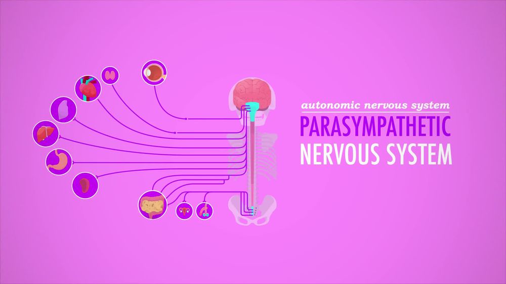 Autonomic Nervous System