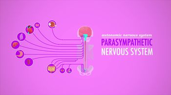 Autonomic Nervous System