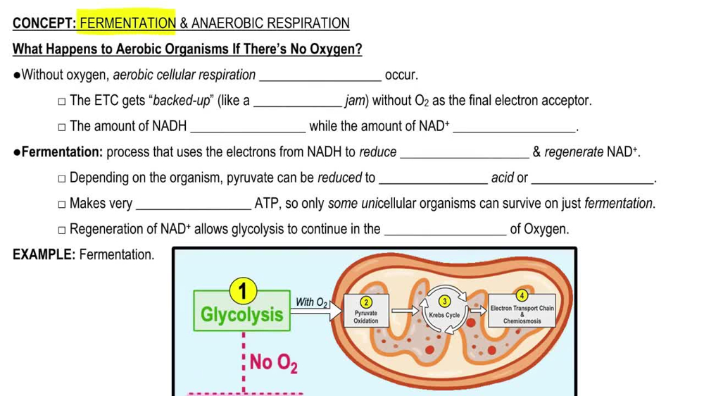 What Happens to Aerobic Organisms if There's No Oxygen?