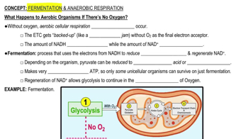 What Happens to Aerobic Organisms if There's No Oxygen?