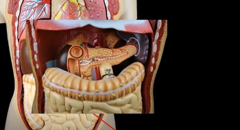 Structure Of The Small Intestine - Functions Of The Small Intestine - What Are Villi