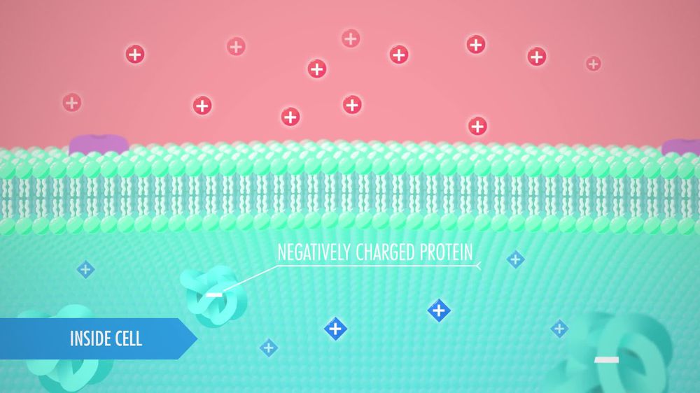 Electricity: The Nervous System